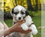 Small #2 Miniature Australian Shepherd