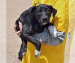 Small #3 American Staffordshire Terrier Mix