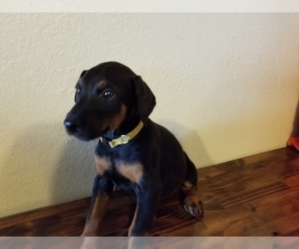 Medium Photo #15 Doberman Pinscher Puppy For Sale in DRUMRIGHT, OK, USA