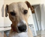 Small #36 American Pit Bull Terrier Mix