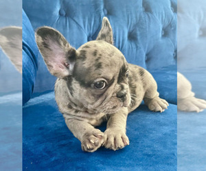 French Bulldog Puppy for sale in BEVERLY HILLS, CA, USA