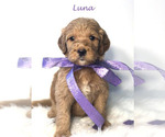 Small Photo #18 Goldendoodle Puppy For Sale in DEMOPOLIS, AL, USA