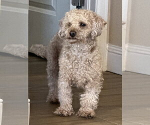 Poodle (Toy)-Unknown Mix Dogs for adoption in Aurora, CO, USA