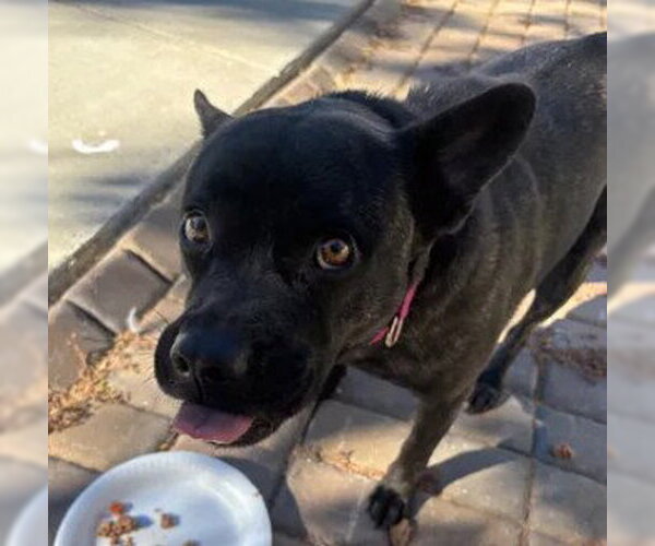 Medium Photo #1 Mutt Puppy For Sale in Tracy, CA, USA