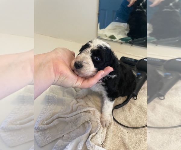 Medium Photo #24 Bordoodle Puppy For Sale in ELIZABETH CITY, NC, USA