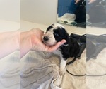 Small Photo #24 Bordoodle Puppy For Sale in ELIZABETH CITY, NC, USA