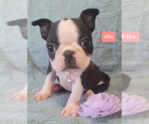Boston Terrier Puppy for sale in POMEROY, OH, USA