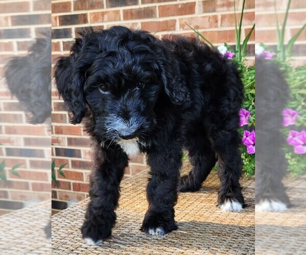 Medium Photo #6 Aussiedoodle Puppy For Sale in COLUMBIA, TN, USA