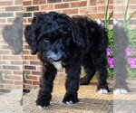 Small #5 Aussiedoodle