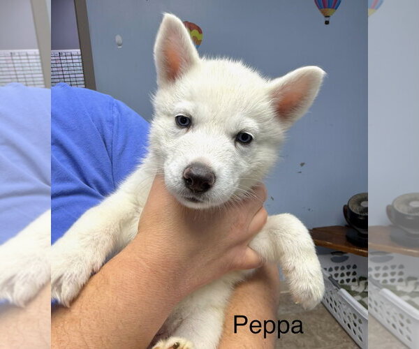 Medium Photo #2 Siberian Husky Puppy For Sale in Gilberts, IL, USA