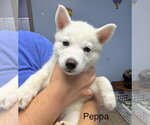 Small #1 Siberian Husky