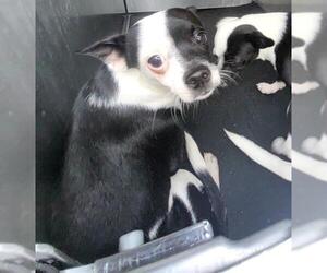Mutt Dogs for adoption in San Antonio, TX, USA