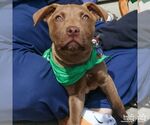 Small #10 Labrador Retriever Mix