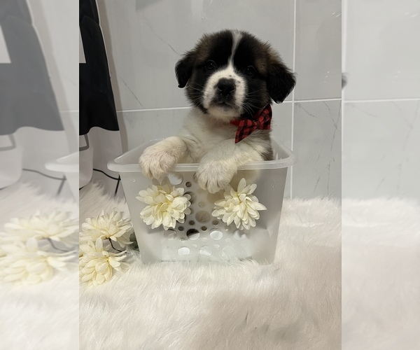 Medium Photo #4 Saint Bernard Puppy For Sale in WHITESBORO, NY, USA