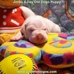 Small Photo #26 Dogo Argentino Puppy For Sale in JANE, MO, USA