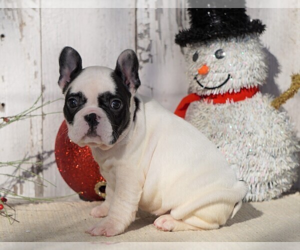 Medium Photo #5 French Bulldog Puppy For Sale in FREDERICKSBG, OH, USA