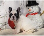 Small Photo #5 French Bulldog Puppy For Sale in FREDERICKSBG, OH, USA