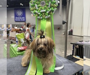 Russian Tsvetnaya Bolonka Puppy for sale in PEABODY, KS, USA