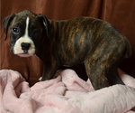 Small Photo #4 Boxer Puppy For Sale in PATERSON, NJ, USA