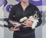 Small #4 Border Collie Mix