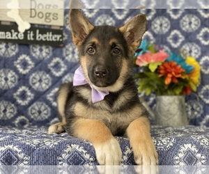 German Shepherd Dog Puppy for sale in LANCASTER, PA, USA