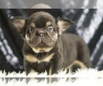 Puppy Alexa AKC French Bulldog