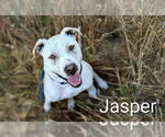 Small #6 American Pit Bull Terrier