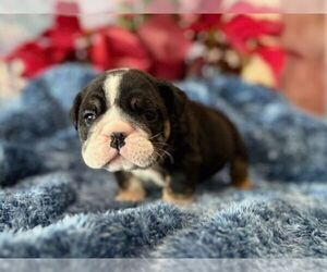 English Bulldog Puppy for sale in OOLOGAH, OK, USA