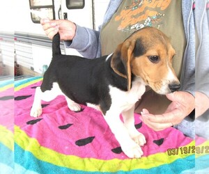 Cane Corso Puppy for sale in RATTAN, OK, USA