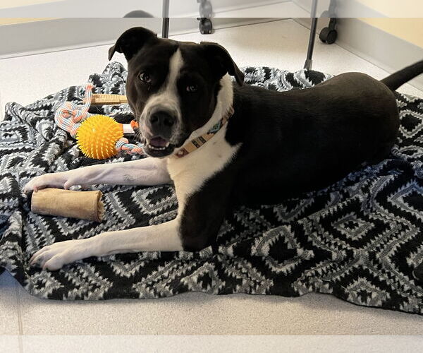 Medium Photo #4 Mutt Puppy For Sale in Virginia Beach, VA, USA