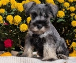 Small #5 Schnauzer (Miniature)