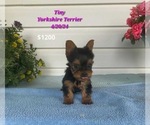 Puppy Tiny Yorkshire Terrier