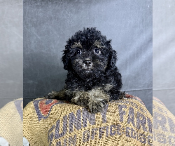 Medium Photo #3 Cavapoo (Miniature) Puppy For Sale in OCALA, FL, USA