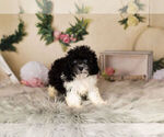 Small Photo #7 Zuchon Puppy For Sale in WARSAW, IN, USA