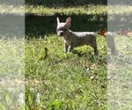 Puppy Overton French Bulldog
