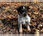 Small #2 Australian Cattle Dog