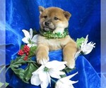 Small Photo #9 Shiba Inu Puppy For Sale in NORWOOD, MO, USA