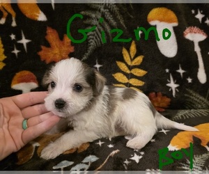 Chizer Puppy for Sale in MONTEZUMA, Georgia USA