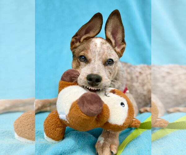 Medium Photo #2 Mutt Puppy For Sale in West Cornwall, CT, USA