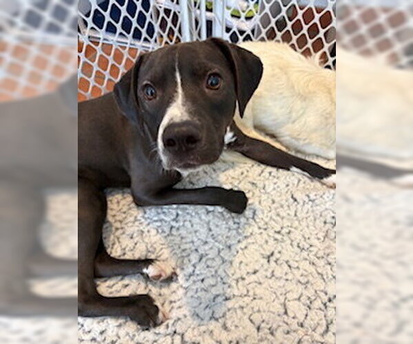 Medium Photo #6 Chihuahua-Unknown Mix Puppy For Sale in San Diego, CA, USA