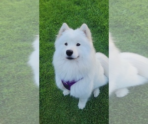 Samoyed Puppy for sale in CONCORD, NC, USA
