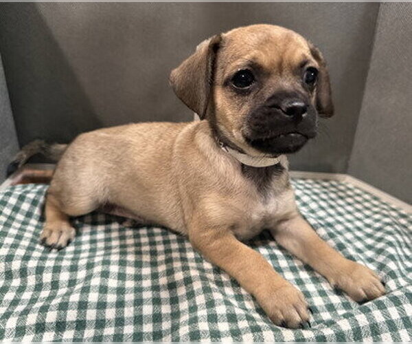 Medium Photo #3 Mutt Puppy For Sale in Pleasanton, CA, USA