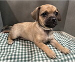Small #2 Mutt