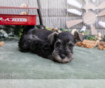 Small Photo #13 Schnauzer (Miniature) Puppy For Sale in BALTIC, OH, USA