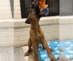 Small Photo #95 Rhodesian Ridgeback Puppy For Sale in KELLER, TX, USA