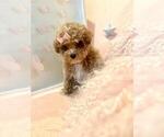 Puppy Puppy 6 Poodle (Toy)