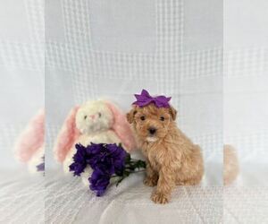 Bichpoo Puppy for sale in ELKTON, KY, USA