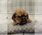 Small Photo #30 Puggle-Shih Tzu Mix Puppy For Sale in NEW YORK MILLS, MN, USA