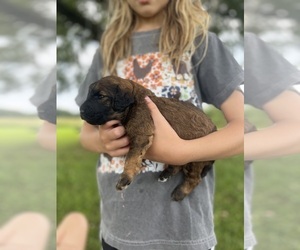 Poodle (Standard) Puppy for sale in WEST PLAINS, MO, USA