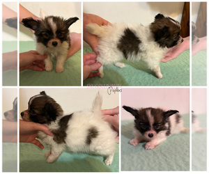 Papillon Puppy for sale in MINNEAPOLIS, MN, USA